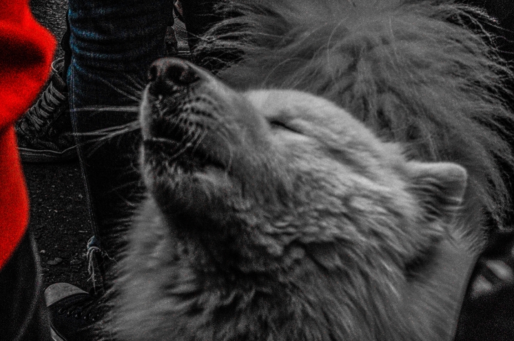 Las mascotas tambi&eacute;n son bienvenidas