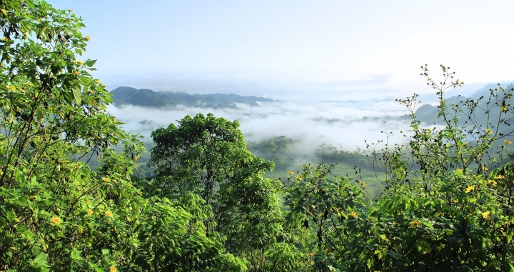 La selva amazónica es un ecosistema clave para el mundo.