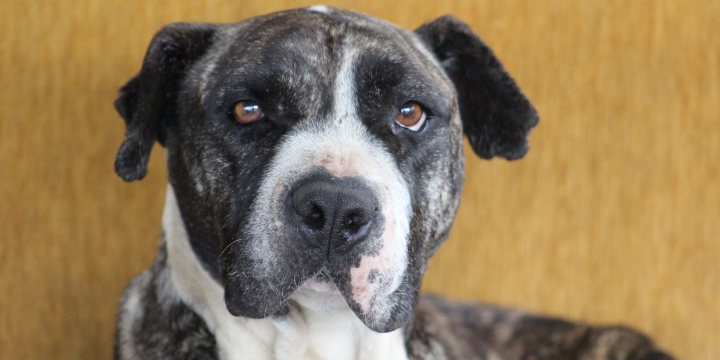 Fundaciones de perros y gatos en Bogot&aacute;: Una alternativa para los animales de la calle