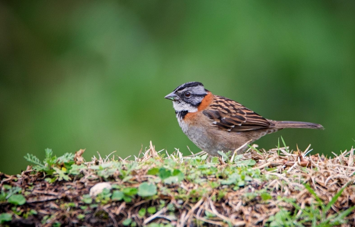 También conocido como Gorrión, el Zonotrichia capensises es el ave insignia de Bogotá.