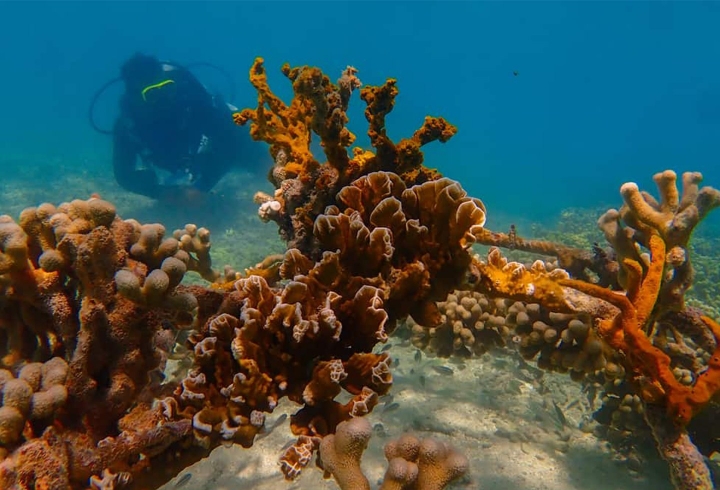 La organización Corales de paz además de enseñar a bucear, promueve los conocimientos de la restauración coralina a sus clientes