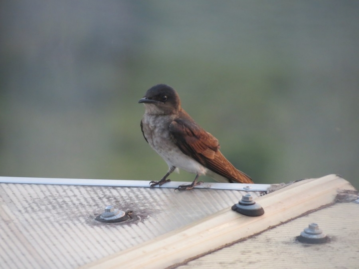 Golondrina pechigr&iacute;s en el Meta, quinto departamento con mayor presencia de aves.