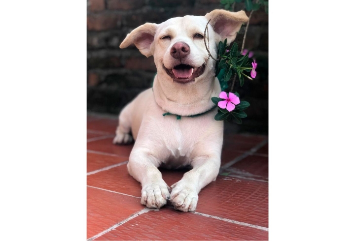 Chester es un perro criollo de 7 a&ntilde;os de edad