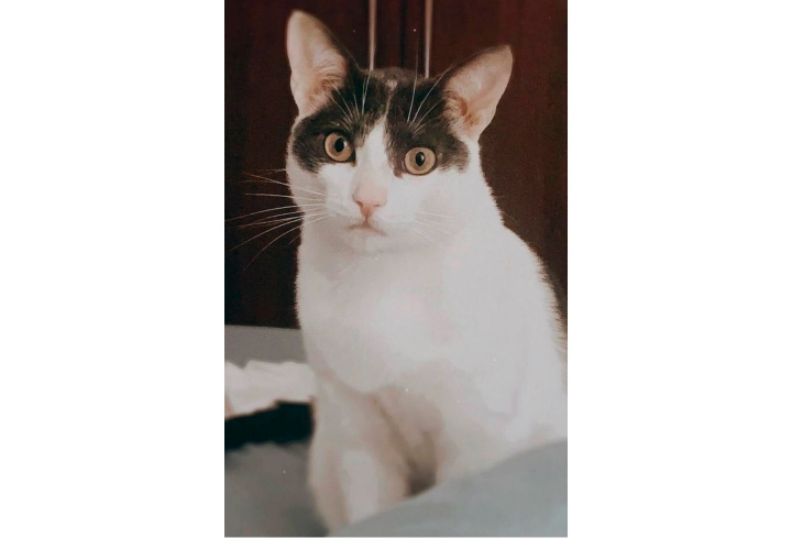 Dino es un gato criollo de un a&ntilde;o y medio de edad