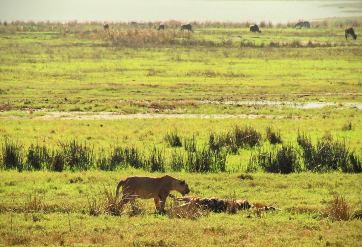 Cr&oacute;nica desde el cr&aacute;ter Ngorongoro, la caldera volc&aacute;nica m&aacute;s grande del mundo