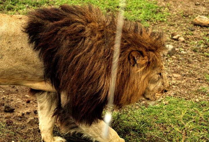 Cr&oacute;nica desde el cr&aacute;ter Ngorongoro, la caldera volc&aacute;nica m&aacute;s grande del mundo