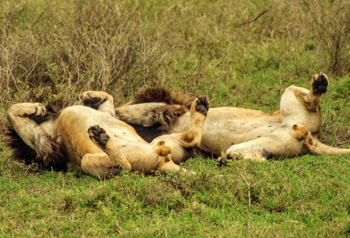 Cr&oacute;nica desde el cr&aacute;ter Ngorongoro, la caldera volc&aacute;nica m&aacute;s grande del mundo