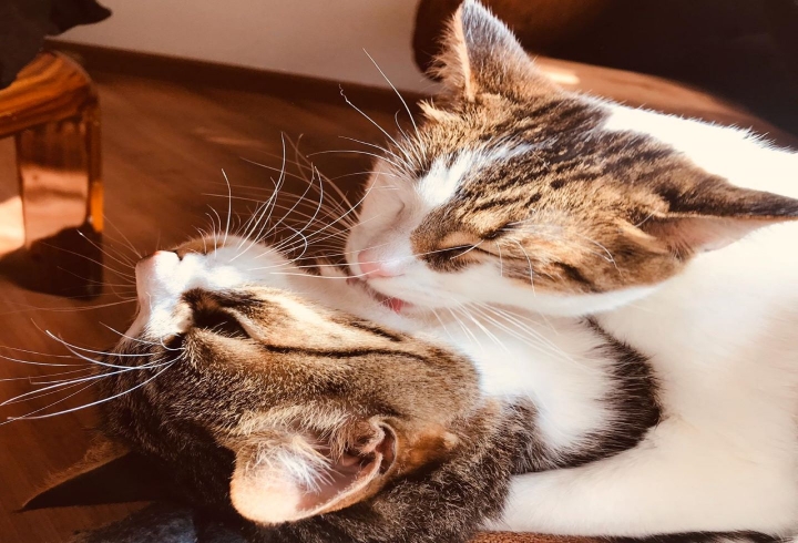 Cuarentena no es caos, cuarentena es disfrutar los peque&ntilde;os momentos.