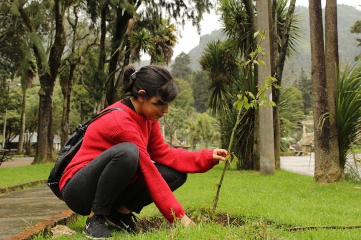 Siembra de &aacute;rboles en el Parque Nacional Enrique Olaya Herrera. Cr&eacute;dito de la foto: Silvia Bayona