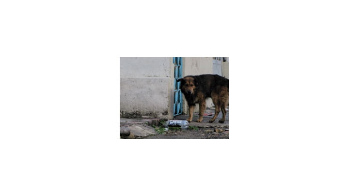 Perro abandonado en el norte de Bogotá.
