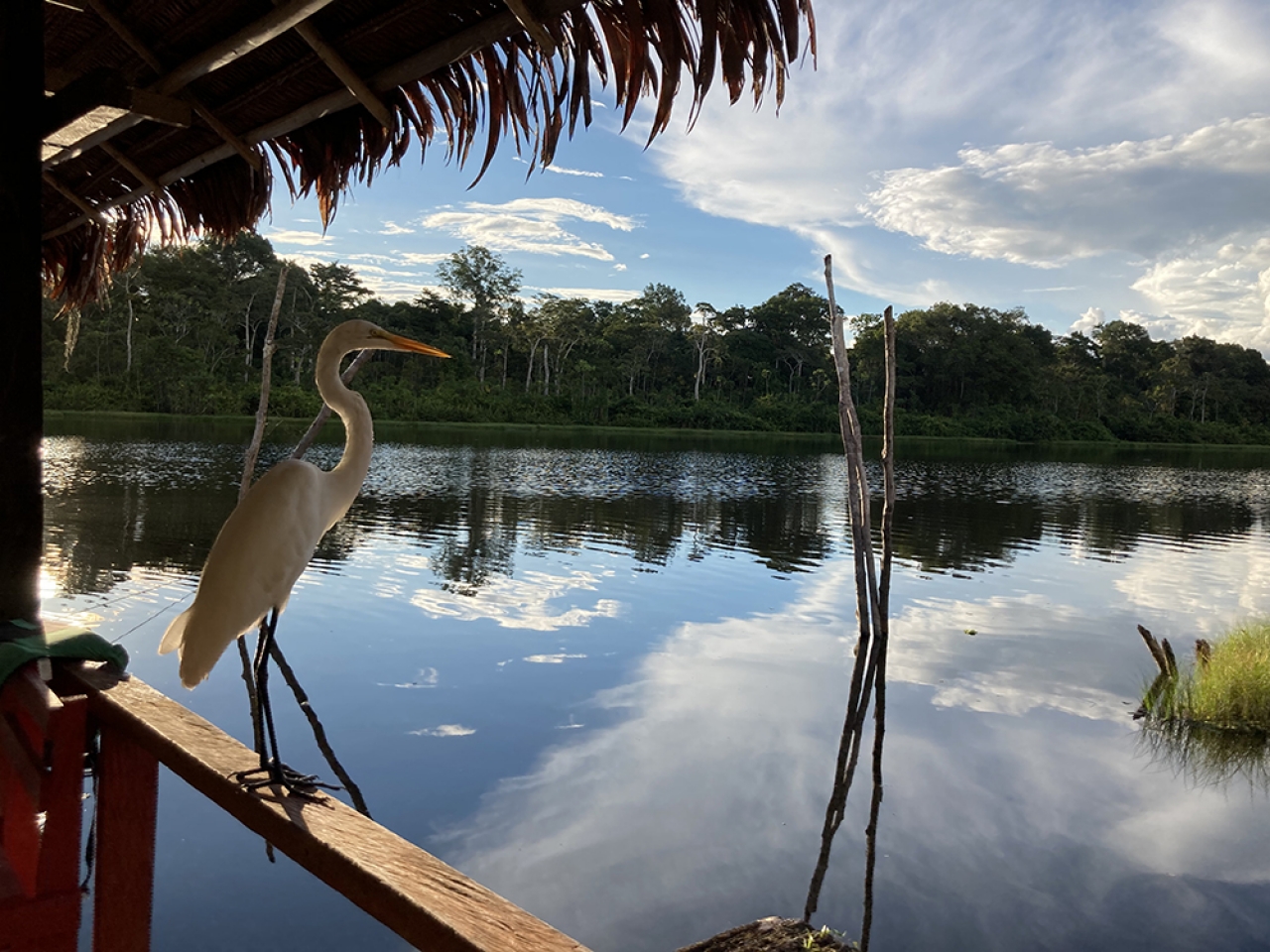 Reserva natural amazónica en Perú|Reserva natural amazónica en Perú|||