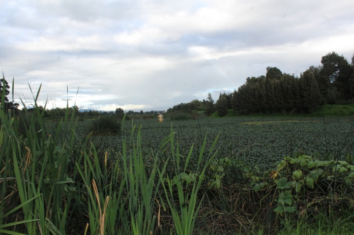 El Gual&iacute; en el sector de Tres Esquinas del municipio de Funza se divisa repleto de buch&oacute;n.
