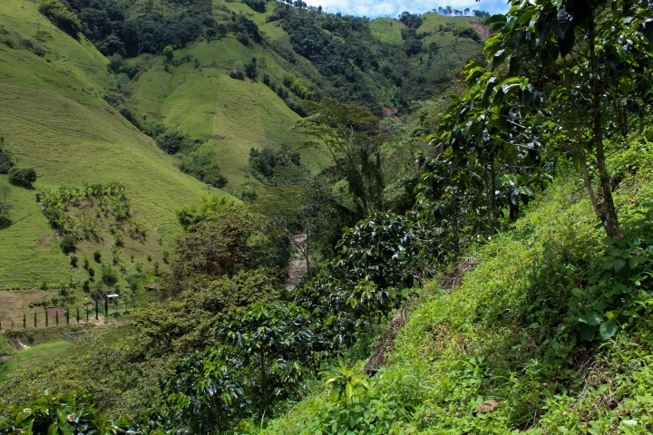 En Aránzazu, Caldas los cultivos de café son el día a día de mucha de su población, ya que además de ser su forma de vida es su sustento diario. En Caldas el café es un dinamizador y motor de la economía , según la federación Colombiana de Cafeteros (FNC)se asegura que al menos 32,459 familias dependen directamente del cultivo.