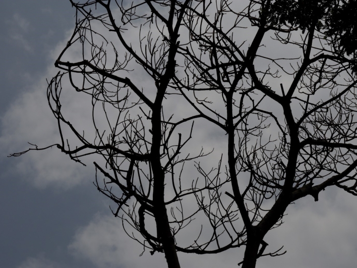 Los &aacute;rboles de Bogot&aacute; est&aacute;n muriendo