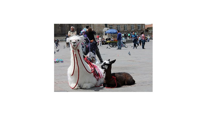 'Copito', 'Lucerito' y 'Estrillita' son el sustento de V&iacute;ctor y su familia.