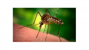 El zancudo del chikungunya prolifera en zonas húmedas.|||