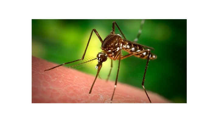 El zancudo del chikungunya prolifera en zonas h&uacute;medas.