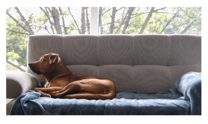 Leo, un perro criollo de Bogot&aacute;