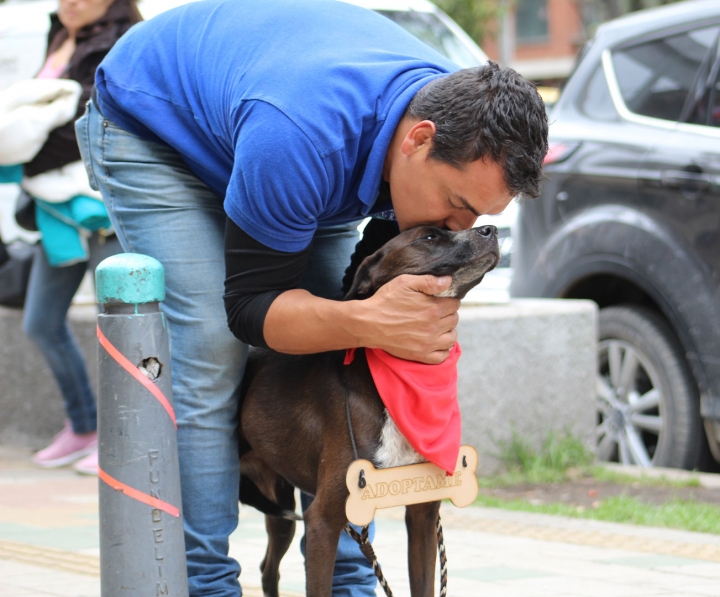 Adoptar Mensaje Del Día Internacional Del Perro Callejero