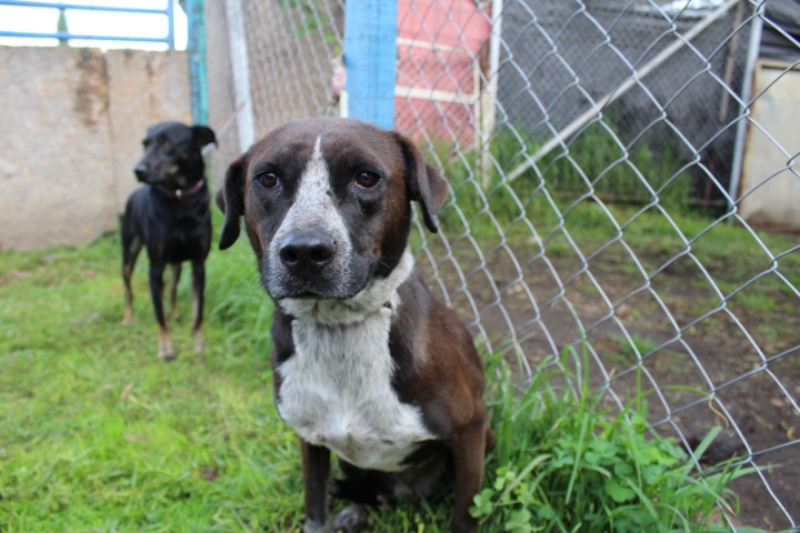 &Aacute;frica es uno de los perros callejeros que se encuentran disponibles para adopci&oacute;n.