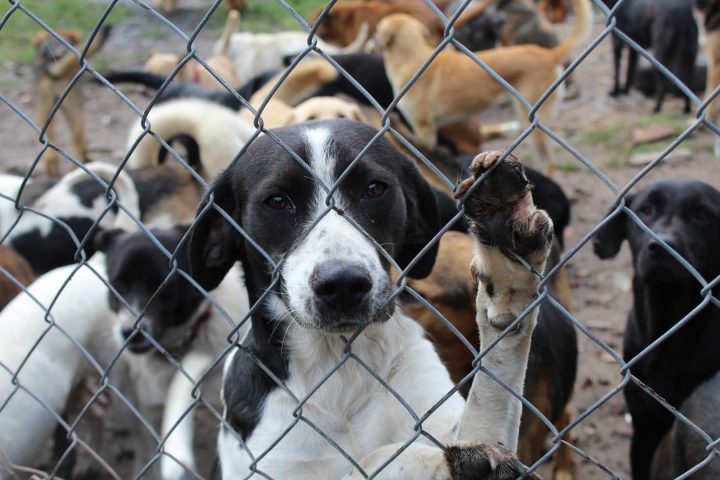 Al a&ntilde;o suelen realizarse varias jornadas de adopci&oacute;n. Algunas se realizan en los parques de los barrios, los centros veterinarios o las tiendas para mascotas.