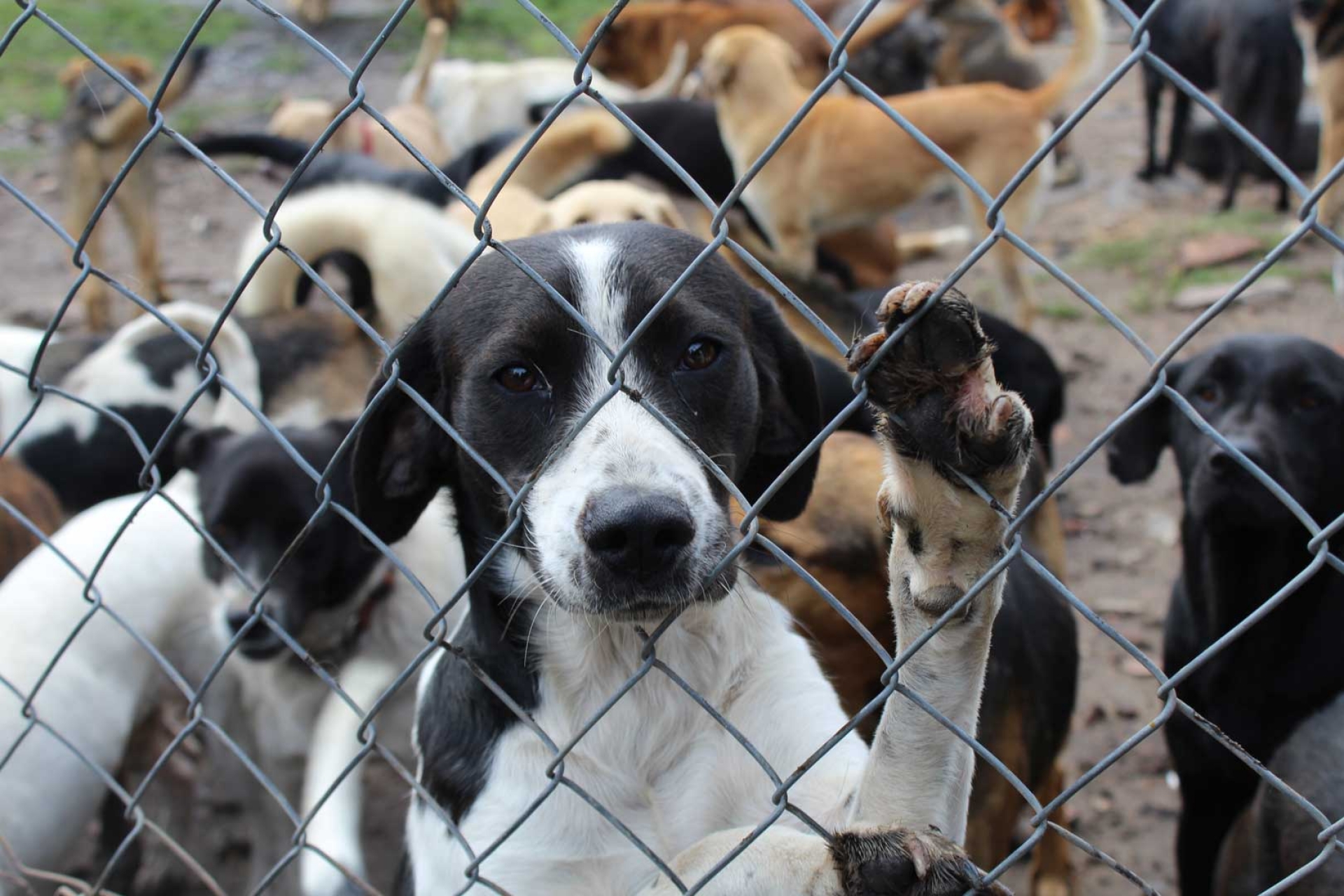 Adoptar Mensaje Del Día Internacional Del Perro Callejero