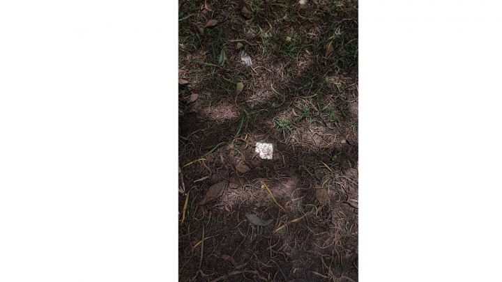 Residuos de condones usados que se encuentran en el humedal