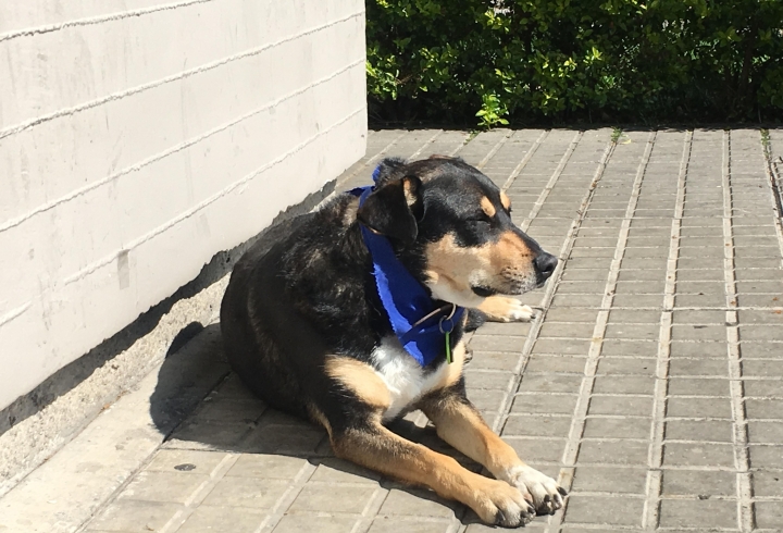 &#039;Jacko&#039;, el perro adoptado por la Policía. Carlos Ladino.