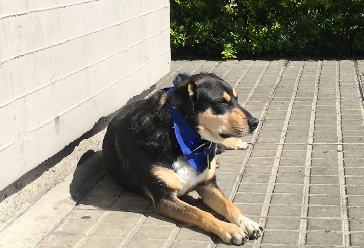 'Jacko', el perro adoptado por la Polic&iacute;a. Carlos Ladino.