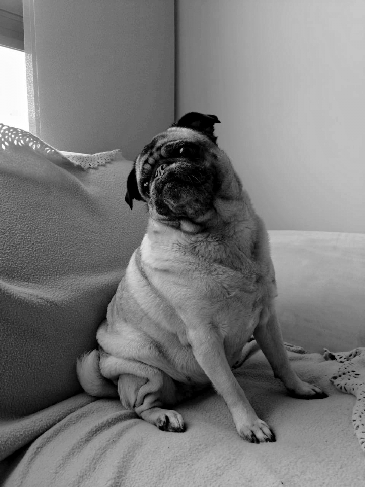 Mi compa&ntilde;era favorita