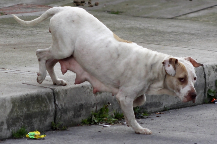 Perro callejero que tendr&aacute; cachorros