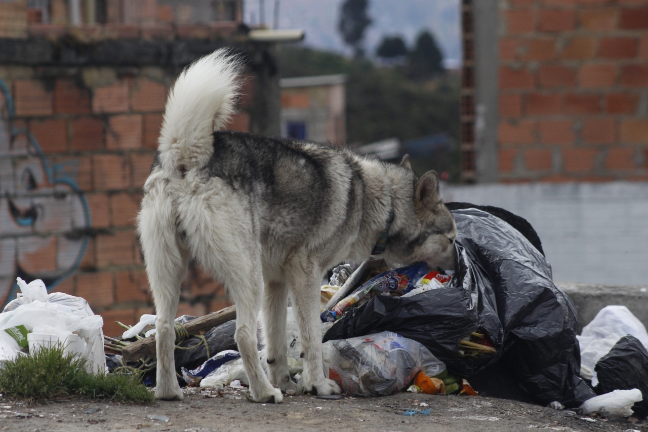 Husky callejero entre la basura|Perro mirando por lo que parece ser una ventana|Acompa&ntilde;ando a sus due&ntilde;as a trabajar|Perro callejero que tendr&aacute; cachorros|Carrera de perros|Perro durmiendo una siesta en la calle|Perro pendiente en el parque|Perro probando migajas de pan|D&aacute;ndolo todo en la carrera de obst&aacute;culos|Perro camuflado entre la ciudad|||