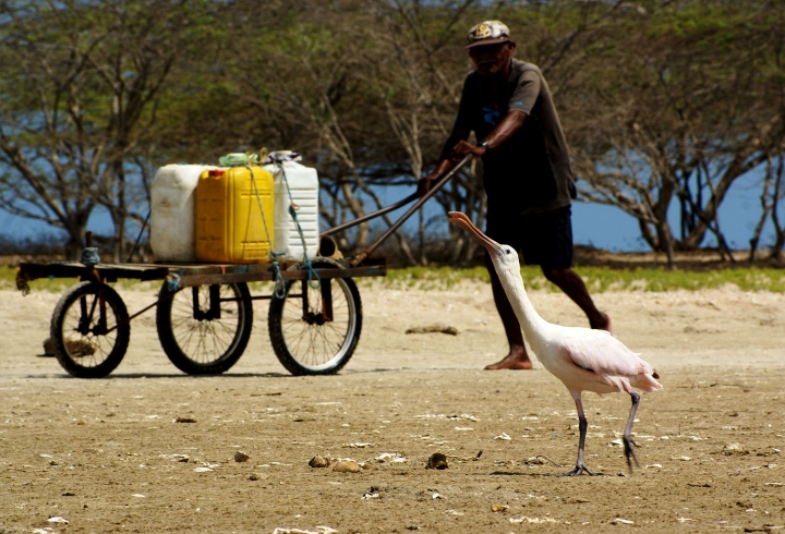 Ahí viene el agua / Santuario de Fauna y Flora Los Flamencos, La Guajira, 2015