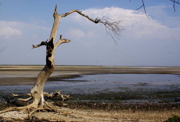 Donde la rama se tuerce / Santuario de Fauna y Flora Los Flamencos, La Guajira, 2015