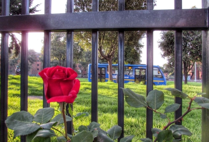 Un rosal crece al interior de un conjunto residencial y, tras la reja, un bus del SITP hace su recorrido pese a estar completamente vacío.