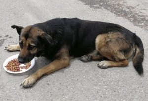 Perro callejero que recibe alimento por parte de una fundación|||