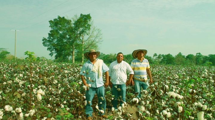 Algodón: el oro blanco