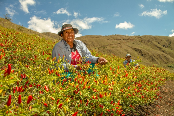 Ají: el cultivo del precio justo