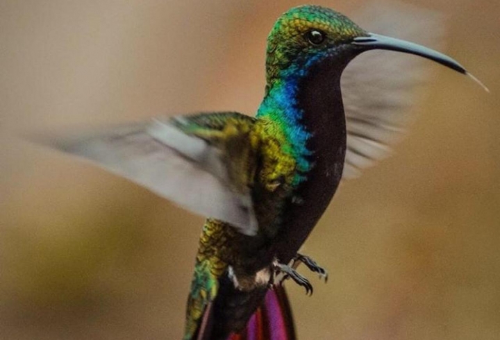 Colores de un colibrí. San Francisco de Sales, Cundinamarca.