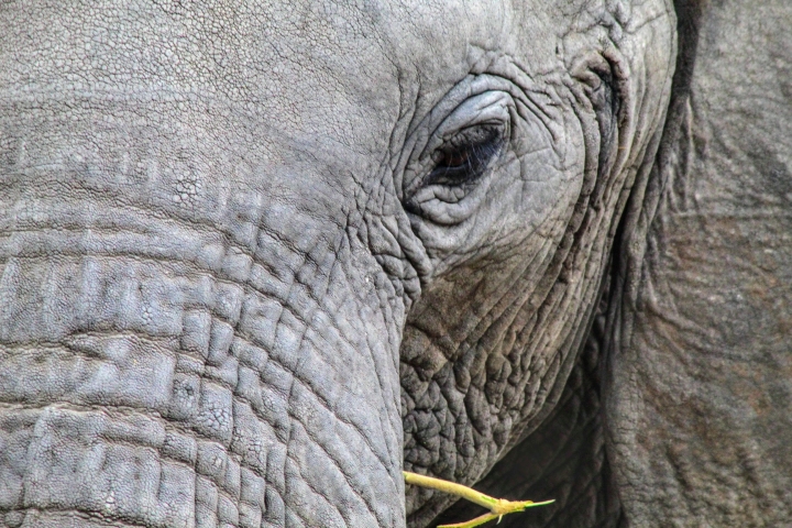 Acercamiento de elefante