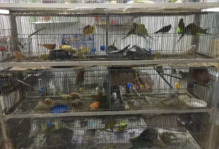 &iquest;Qu&eacute; tan f&aacute;cil es conseguir animales ex&oacute;ticos en Bogot&aacute;?