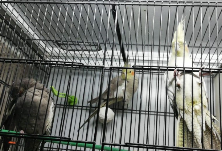 &iquest;Qu&eacute; tan f&aacute;cil es conseguir animales ex&oacute;ticos en Bogot&aacute;?