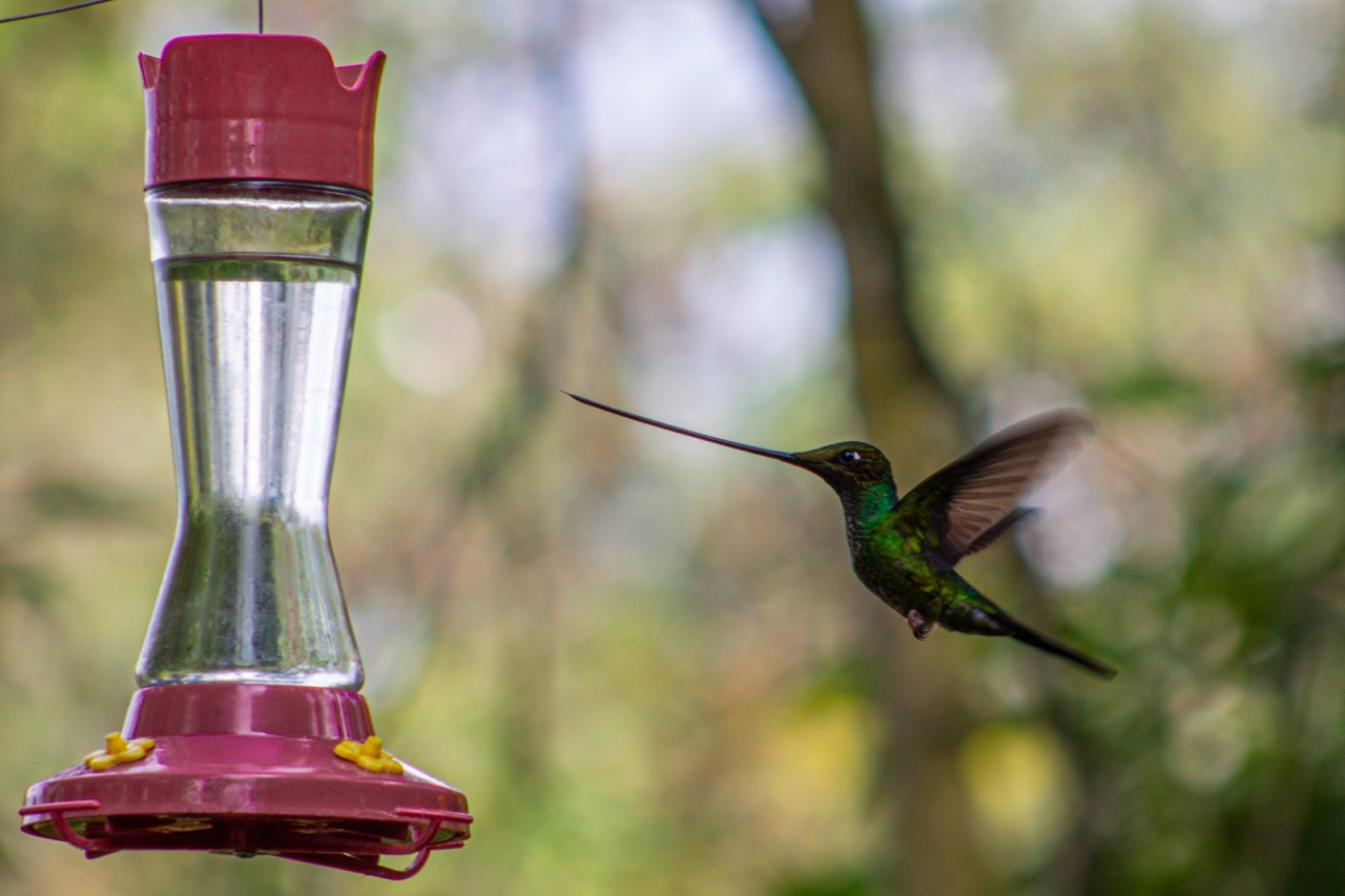 El agua azucarada: ¿un daño para los colibríes?