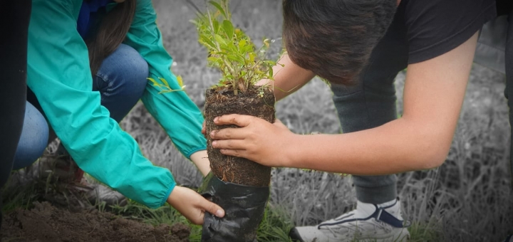 Plantación de arboles en la vereda Márquez