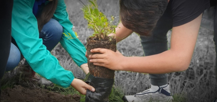 Plantaci&oacute;n de arboles en la vereda M&aacute;rquez