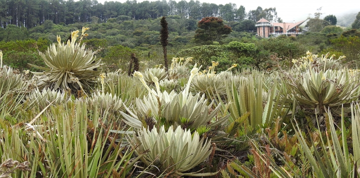 Entre agua y cemento: El debate por la expansi&oacute;n urbana y la protecci&oacute;n de los p&aacute;ramos en La Calera
