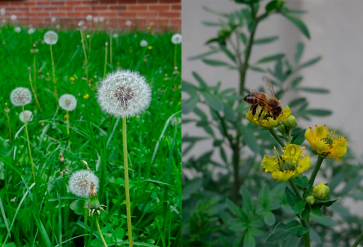 Sin personas al rededor, la fauna y flora actúan con libertad.