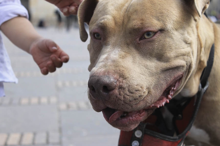 Este es un Pitbull, una raza peligrosa. Es la cara del terror según la policía nacional