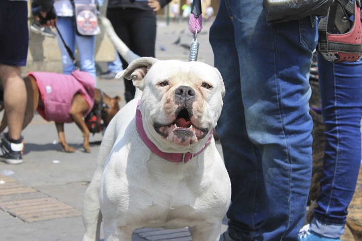 1. Junto a los Pitbull como razas peligrosas se encuentran los Rotwailer, los Pastores Alemanes, los Terrier y distintas razas que a partir de su tamaño son categorizadas en general como peligro social. Debe tenerse en cuenta que no todos los miembros de estas razas son peligrosos y que incluso animales de otras razas si llegarían a ser peligrosos como algunos Dalmata.