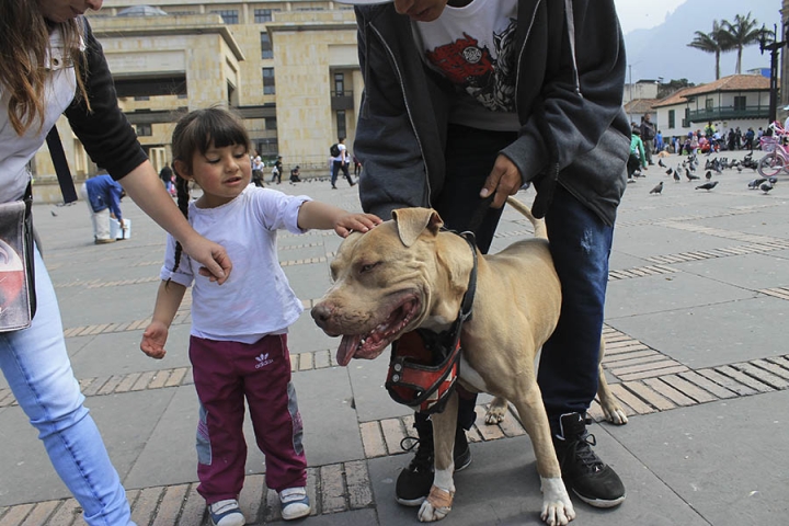 Artículo 124 del código nacional de policía y convivencia, apartado séptimo: Tolerar, permitir o inducir por acción u omisión el que un animal ataque a una persona, a un animal o a bienes de terceros